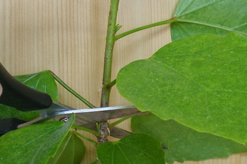 Hibiscus-voortplanting door stekken