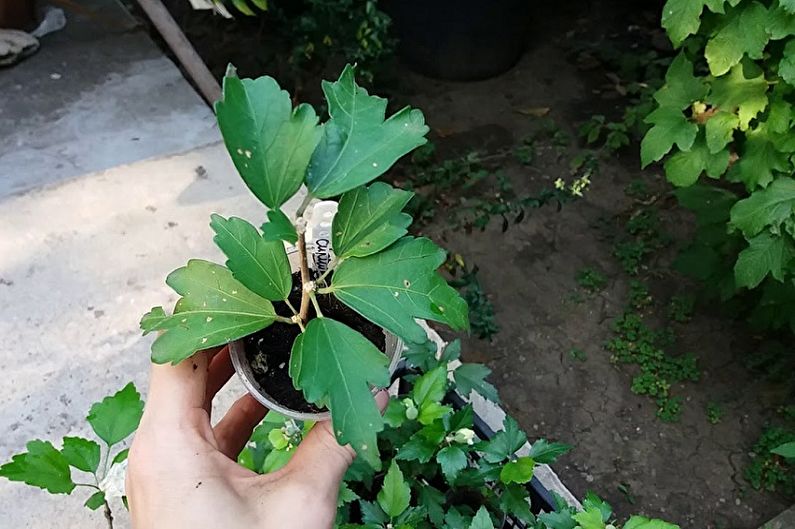 Propagação de hibiscos por estacas