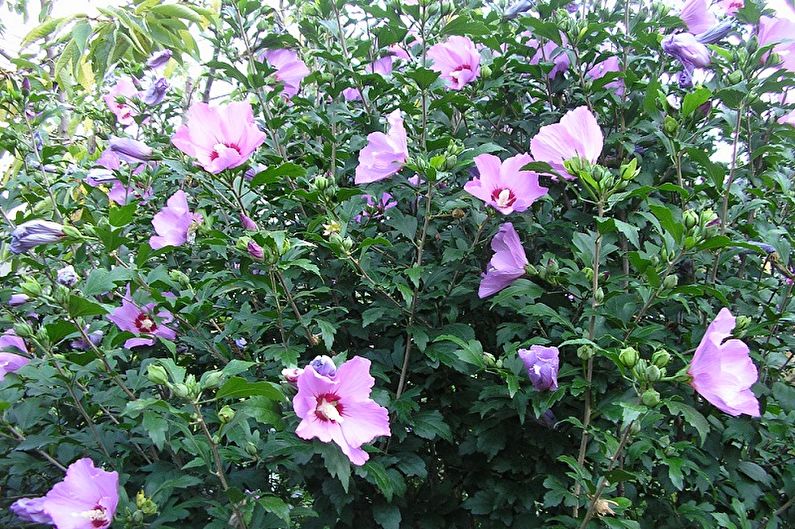 Hibiscus - valokuva