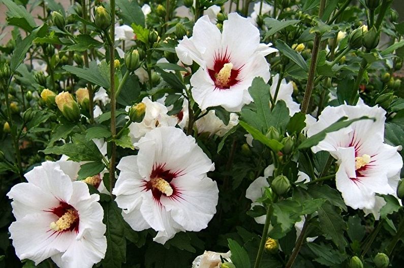 Hibiscus - nuotrauka