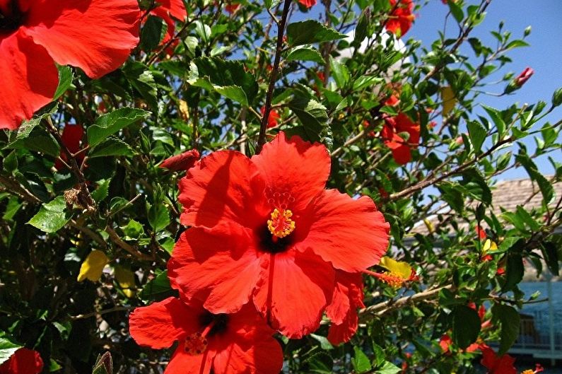 Hibiskus - fotografija