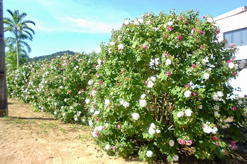 Hibiskus - Foto