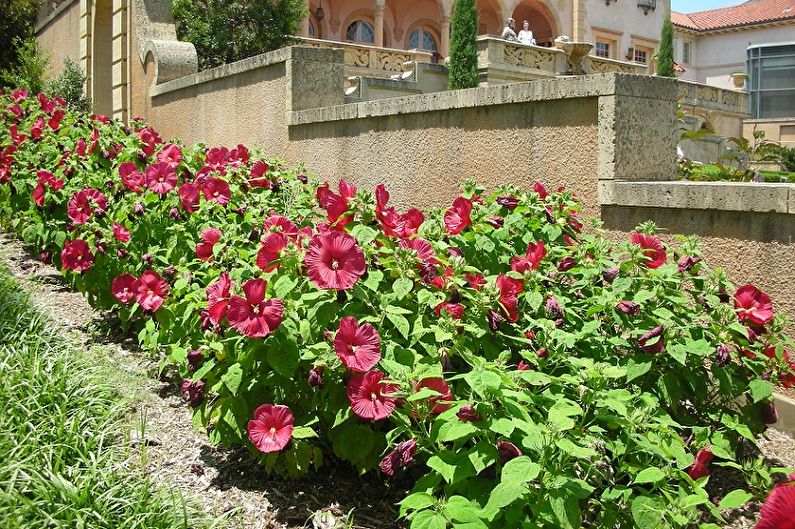 Hibiskus - fotografija