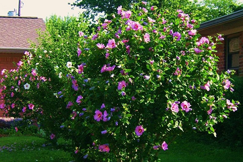 Hibiskus - fotografija