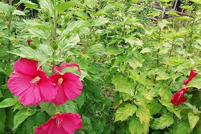 Hibiskus - fotografija