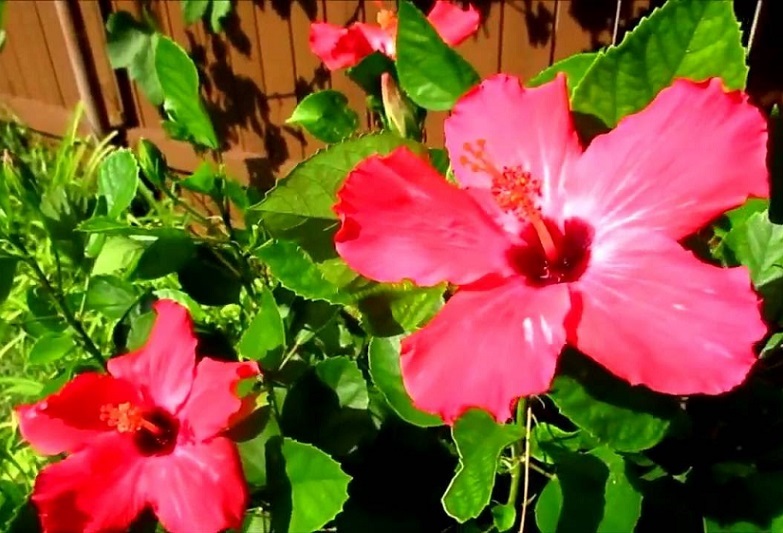 Hibiskus - fotografija