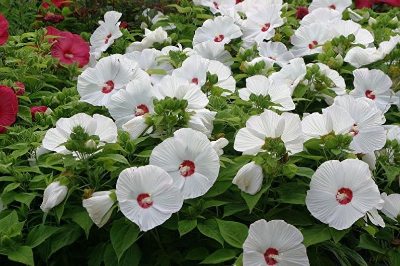 Hibiscus - valokuva