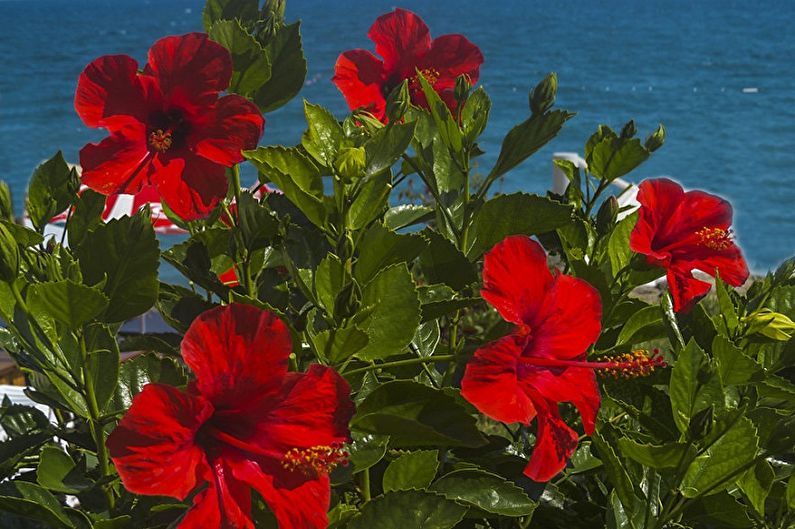 Hibiscus - valokuva