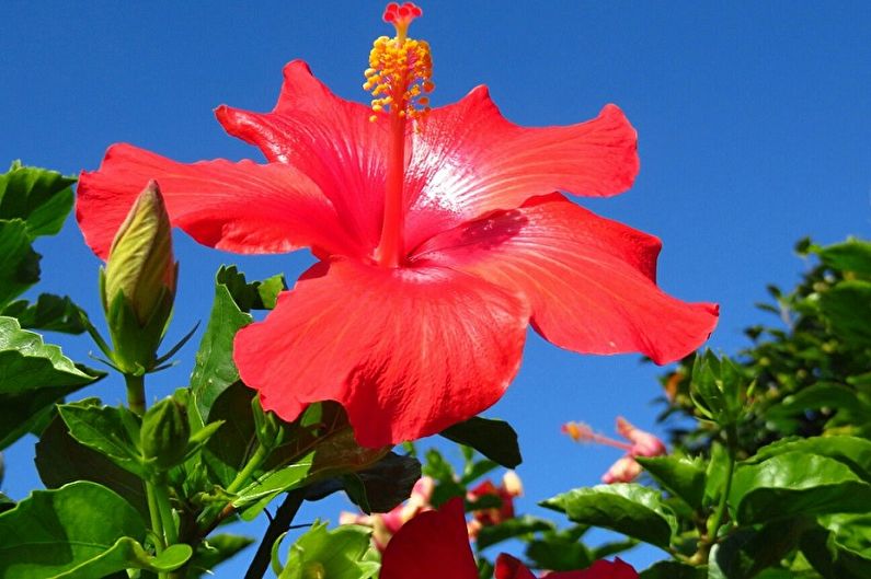 Hibiscus - valokuva