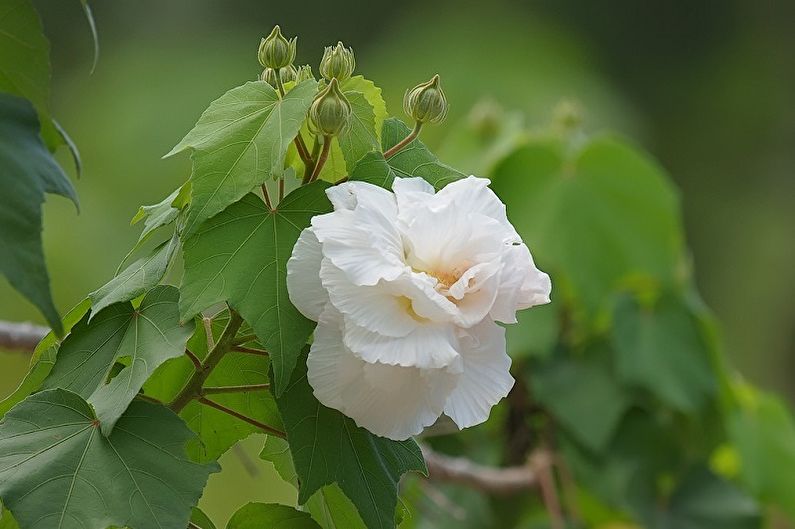 Hibiscus - larawan