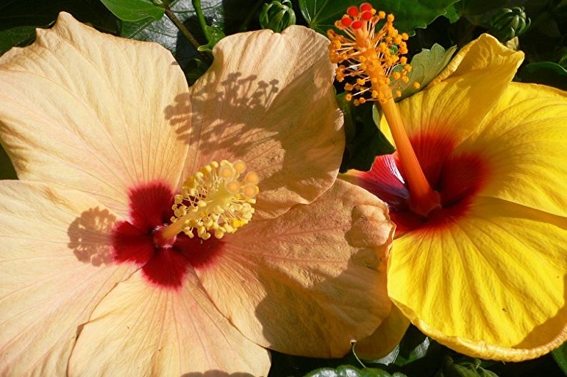 Hibiscus - foto