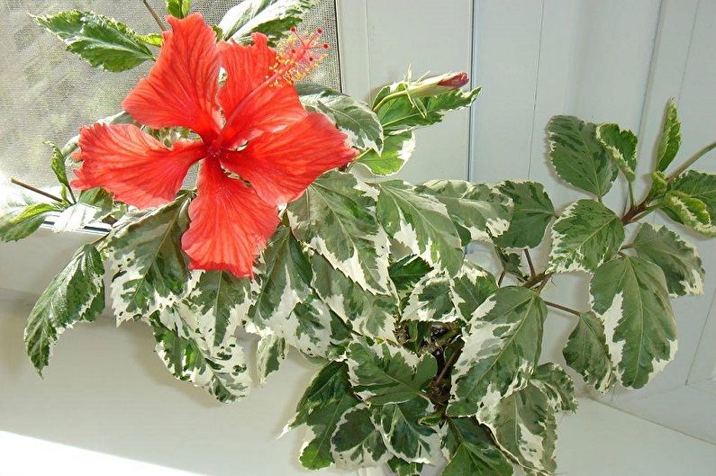 Hibiscus - valokuva