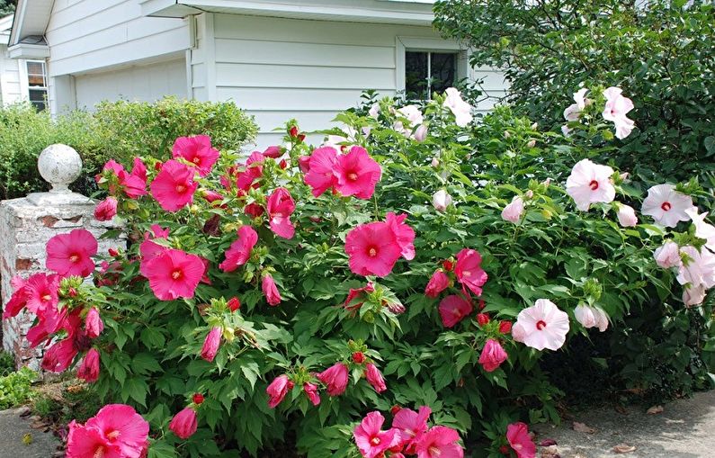 Hibiscus - foto