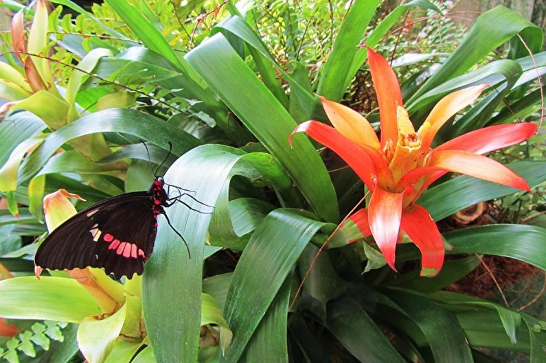 Guzmania - Caratteristiche generali