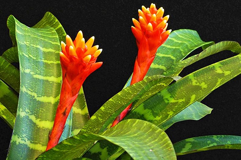 Khảm Guzmania