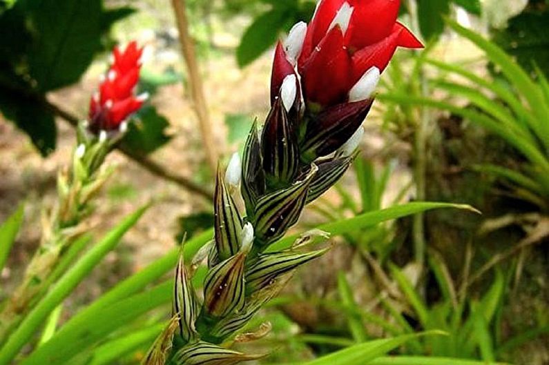 Guzmania one-banded