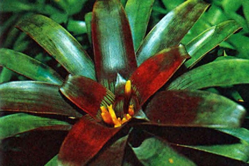 Guzmania rosso sangue