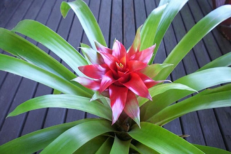 Guzmania Mazais Rondo