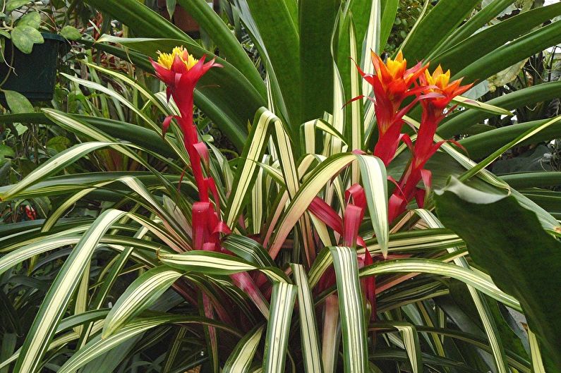 Guzmania Tsana