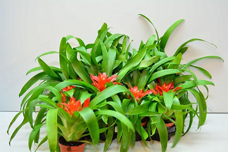 Guzmania Tempo