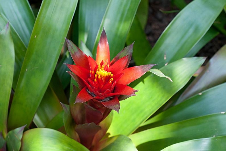 Cây sậy Guzmania