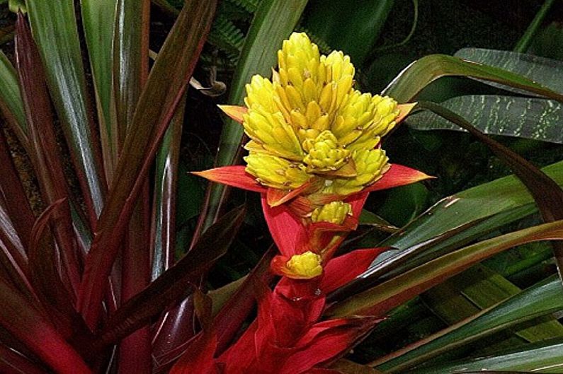 Guzmania Donatella Smith