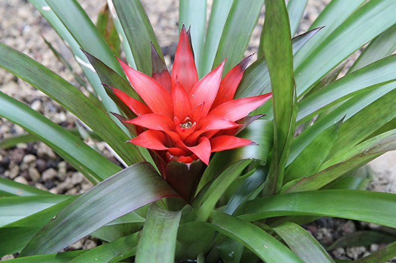 Cuidados de Guzmania