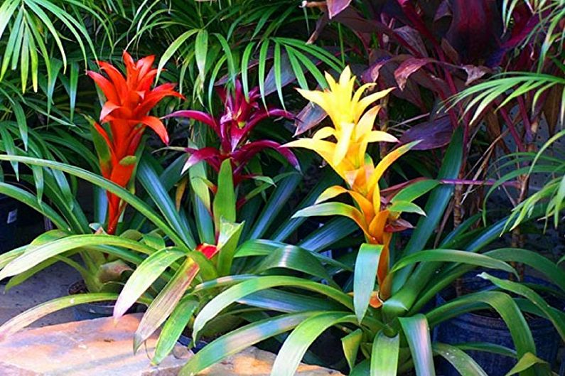 Guzmania care