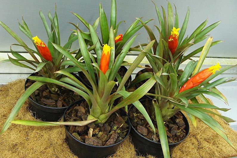 Soins Guzmania