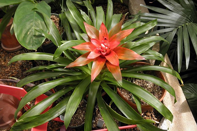 Guzmania - Transplantation et reproduction