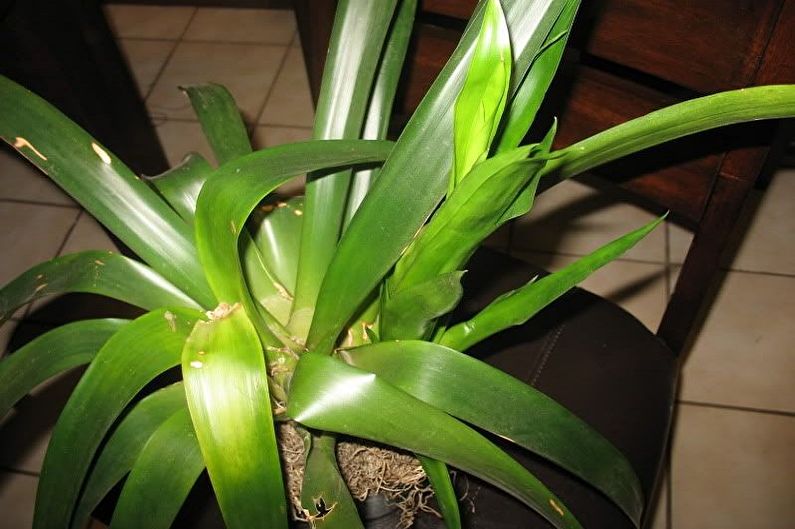 Guzmania - Control de plagas y enfermedades