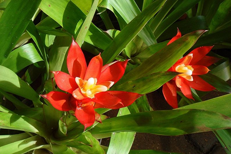 Guzmania - photo