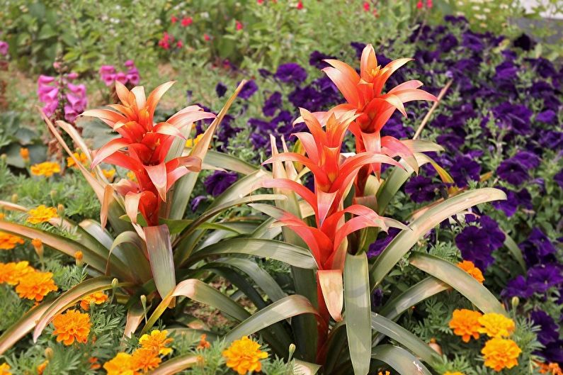 Guzmania - Foto