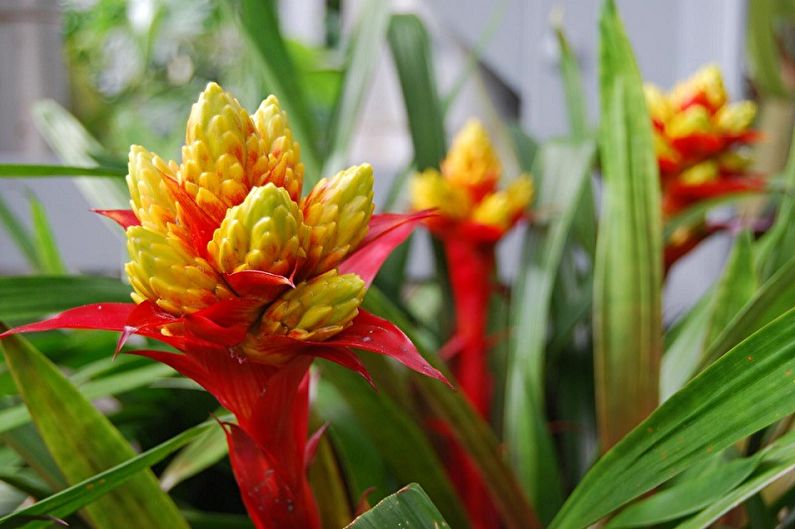 Guzmania - ảnh