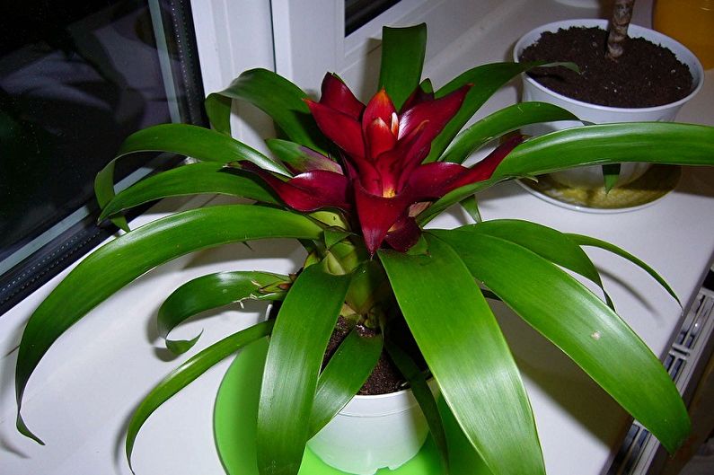 Guzmania - ảnh