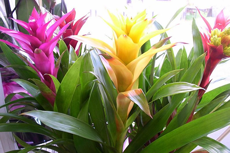 Guzmania - ภาพถ่าย