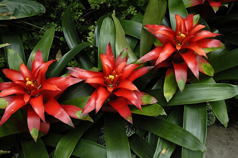 Guzmania - ảnh