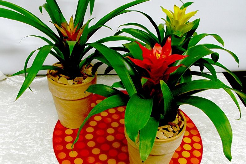 Guzmania - الصورة