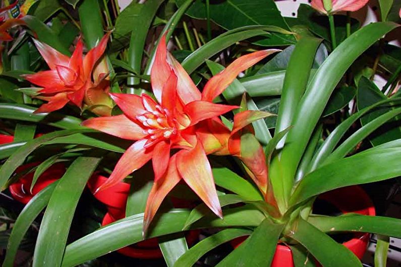 Guzmania - ภาพถ่าย