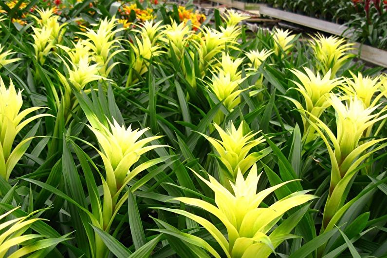 Guzmania - ảnh