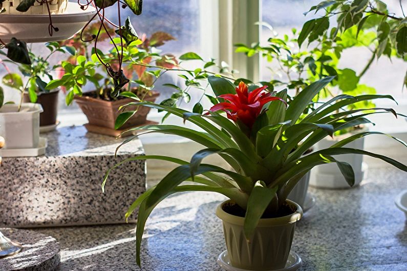 Guzmania - photo