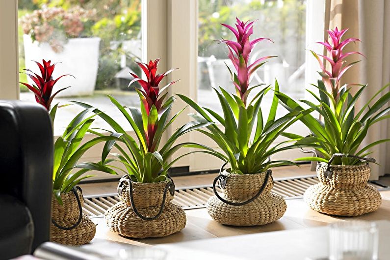 Guzmania - photo