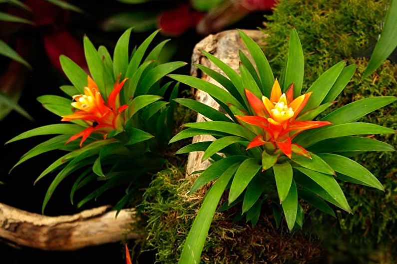 Guzmania - الصورة