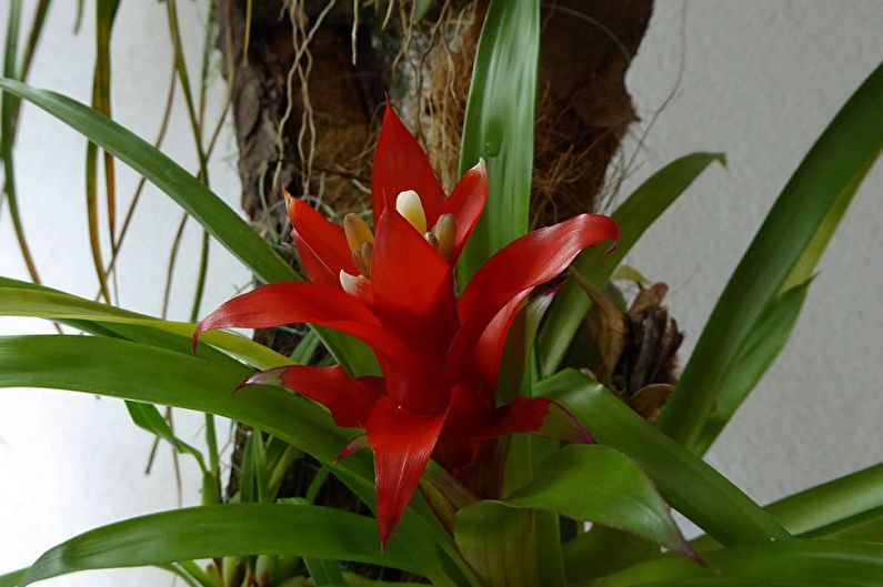 Guzmania - ภาพถ่าย