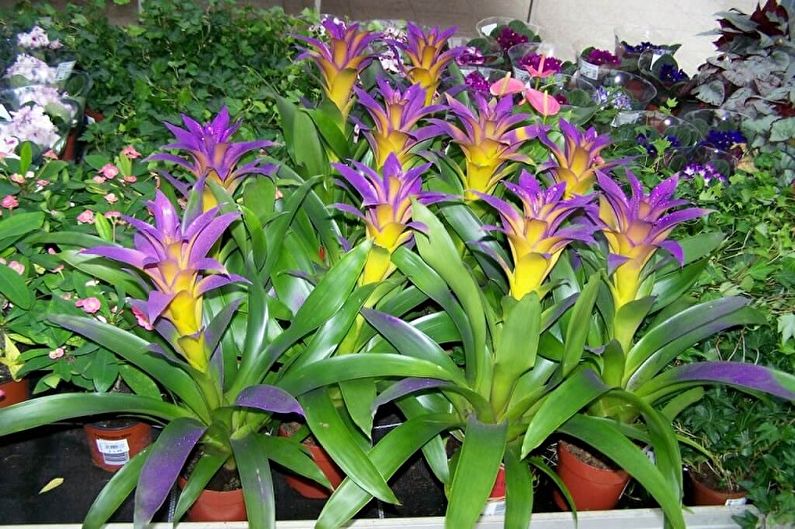 Guzmania - ảnh