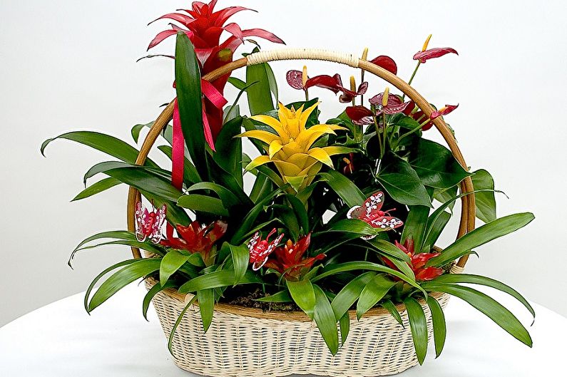 Guzmania - ภาพถ่าย