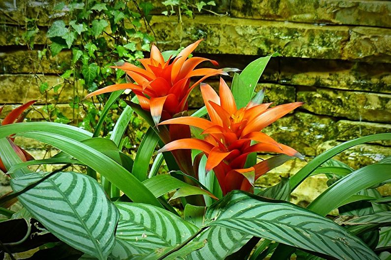 Guzmania - larawan