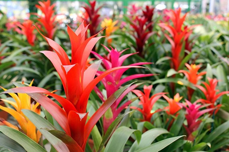 Guzmania - photo