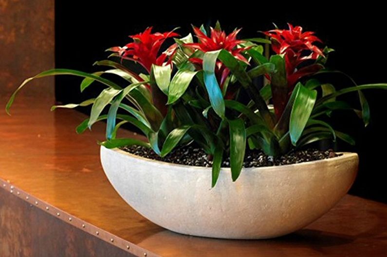 Guzmania - photo