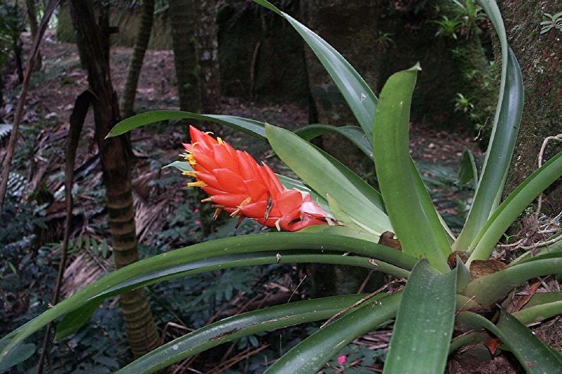 Guzmania - zdjęcie